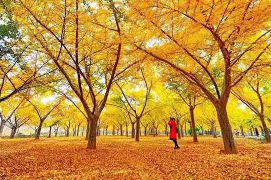 2019第七届中国(郯城)银杏节开幕(图3) 2019第七届中国(郯城)银杏节开幕(图3)
