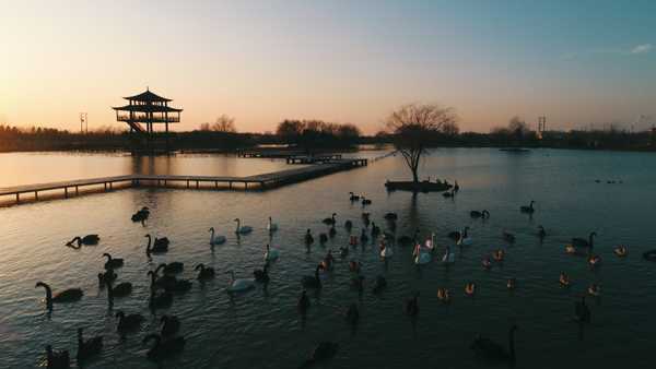 【山东速报】千只天鹅云集双龙湖湿地(图3)