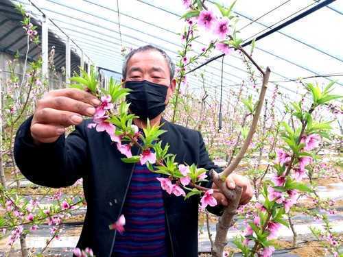 山东:临沂平邑产业扶贫大棚盛开“致富花”(图2) 山东:临沂平邑产业扶贫大棚盛开“致富花”(图2)