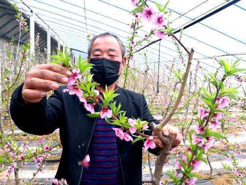 山东：临沂平邑产业扶贫大棚盛开“致富花”(图2)