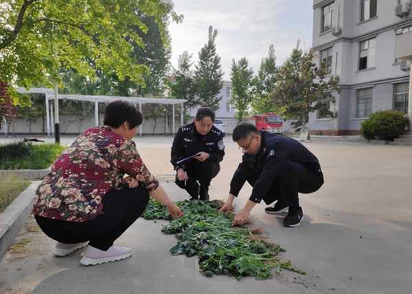 一农妇花盆种植21棵罂粟被平邑警方抓获(图1) 一农妇花盆种植21棵罂粟被平邑警方抓获(图1)