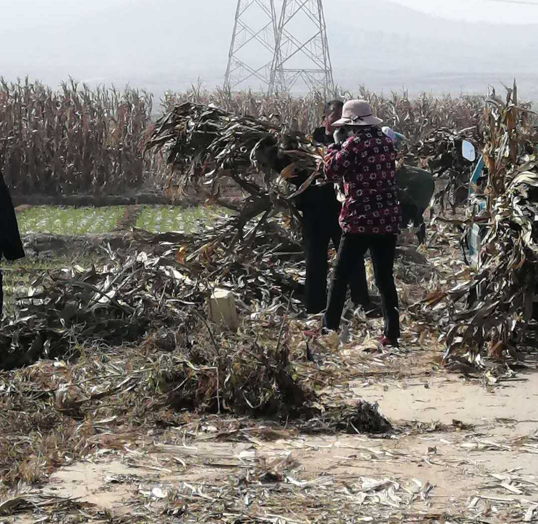 清理秸秆杂物 提升人居环境(图2) 平邑街道:清理秸秆杂物 提升人居环境