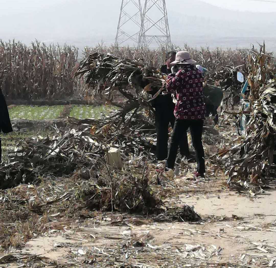 平邑街道：清理秸秆杂物 提升人居环境