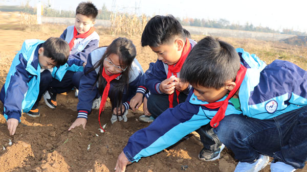 【沂蒙教育】平邑县实验小学少先队员开展种大蒜劳动实践活动