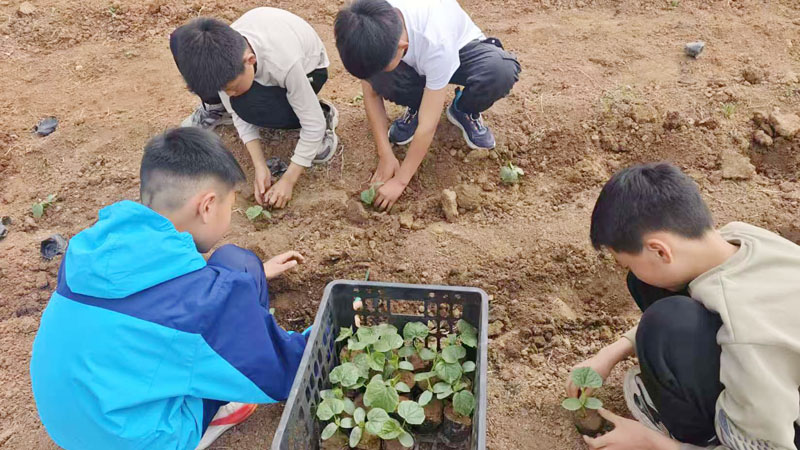 【山东平邑】实验小学第六校区圆满完成黄瓜种植劳动实践活动