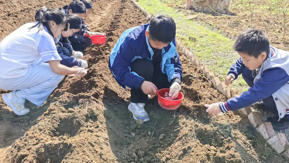 【山东平邑】实验小学第六校区开展校内劳动基地花生采收活动