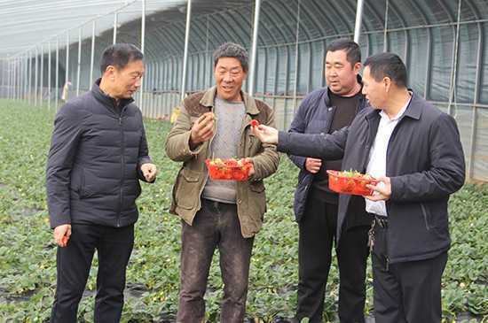 草莓熟了的时候(图1)