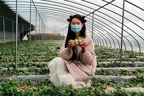 蒙阴县联城镇:草莓香满棚 村民喜增收(图1) 蒙阴县联城镇:草莓香满棚 村民喜增收(图1)