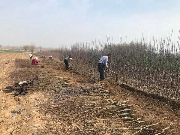 人勤春来早 田间农事忙(图3)