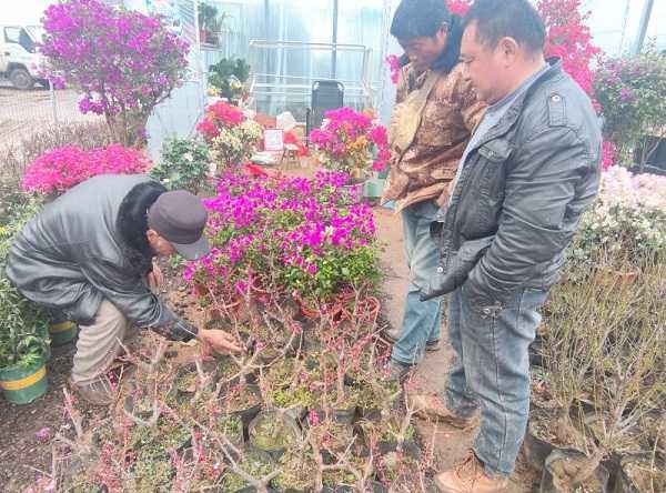 持续助力苗木产业发展 做活乡村产业振兴新篇章(图3) 持续助力苗木产业发展 做活乡村产业振兴新篇章(图3)