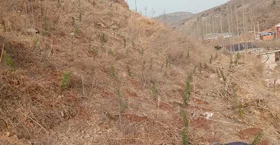 植树造林助推生态宜居美丽乡村建设(图2) 植树造林助推生态宜居美丽乡村建设(图2)
