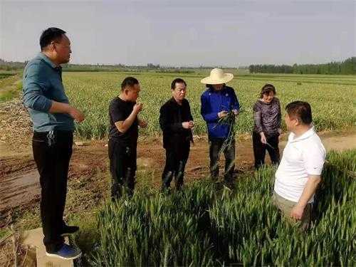 平邑街道全力做好小麦条锈病防治工作(图2)