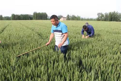 平邑街道：无人机喷洒农药助力夏收保产(图2)