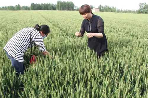 平邑街道：无人机喷洒农药助力夏收保产(图4)