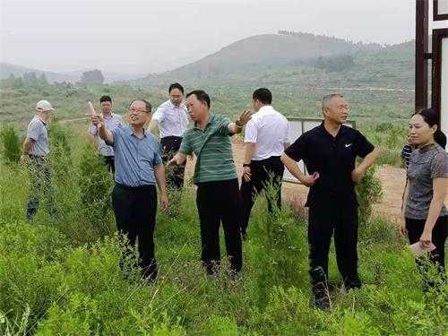 山东省自然资源厅林草湿地处赴平邑街道调研林长制工作(图2)