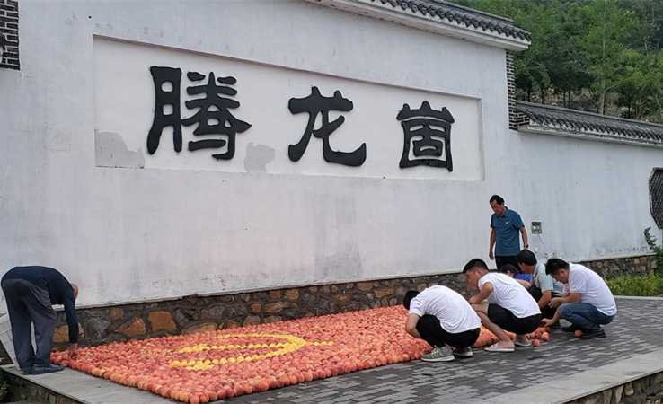 临沂蒙阴：千斤蜜桃拼出党旗图案 献礼建党百年华诞(图3)