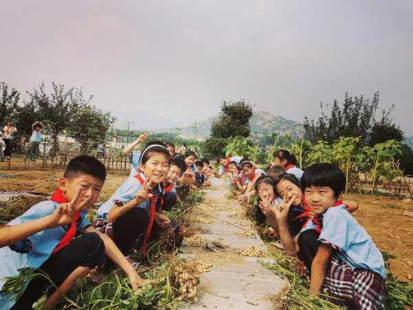 柏林镇鲁能希望小学开展“拔花生”劳动实践(图1)