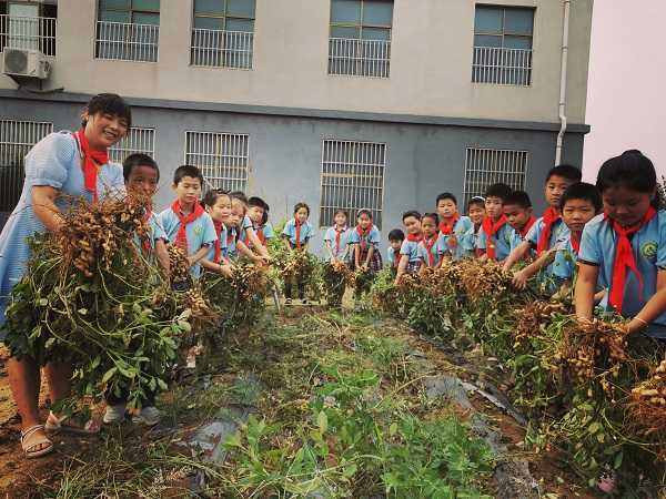 柏林镇鲁能希望小学开展“拔花生”劳动实践(图2)