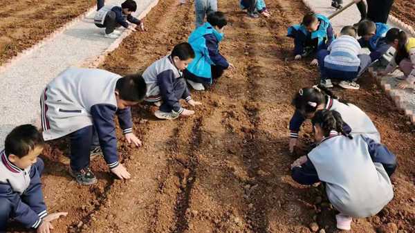 山东平邑：实验小学教育集团：校园里有一块学生“责任田”(图1)