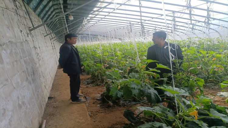 山东平邑：柏林镇农技人员深入田间地头开展春季农业生产技术指导服务(图2)