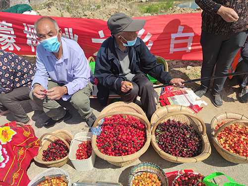 “百花争艳·樱你而来”白彦镇第四届樱桃文化节盛大开幕(图5)