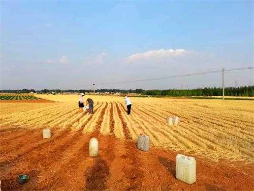 雨后抢播正当时 平邑街道夏播工作顺利推进(图2)