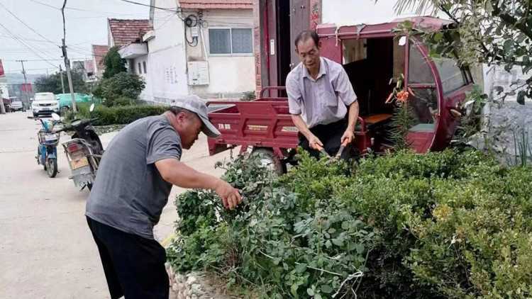 【倡树美德健康生活方式】山东平邑县：柏林镇干群齐动手 村庄焕新颜(图1)