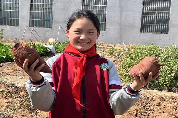 平邑县柏林镇鲁能希望小学开展“手牵手，爱劳动”拔地瓜劳动实践活动(图2)