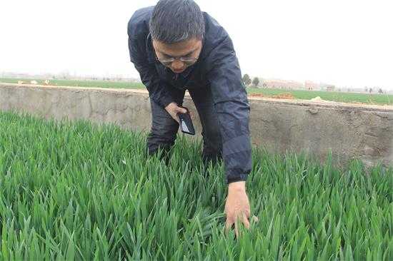 【田间农事】平邑街道农业办深入田间“把脉”春季麦田管理(图1)