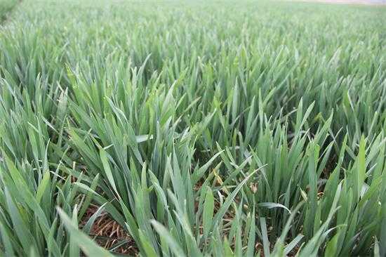 【田间农事】平邑街道农业办深入田间“把脉”春季麦田管理(图3)