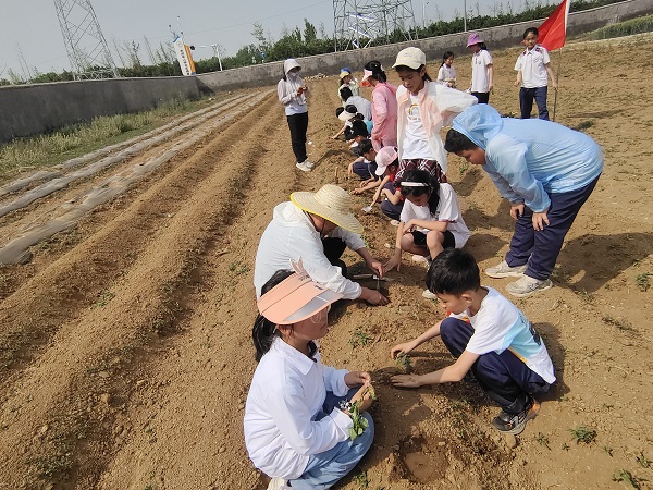 平邑兴蒙学校走进劳动实践基地，沉浸式体验种地瓜的劳作乐趣(图3)