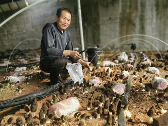 ​平邑街道石盆村：羊肚菌喜获丰收 撑起乡村振兴“致富伞”​