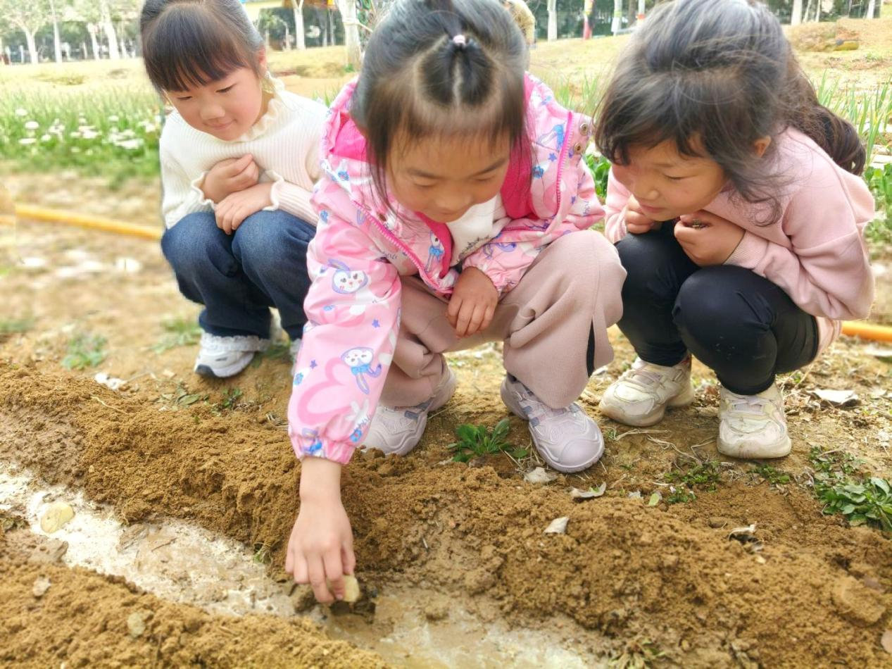 平邑县丰阳镇中心幼儿园开展种土豆实践活动(图2)