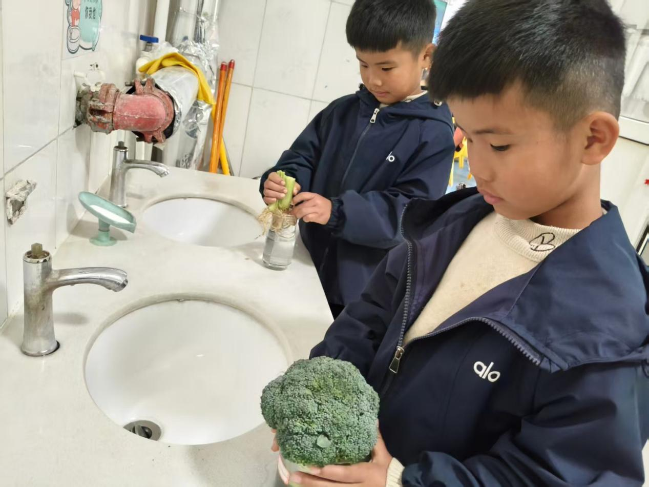 平邑县丰阳镇中心幼儿园开展水培蔬菜主题活动(图1)