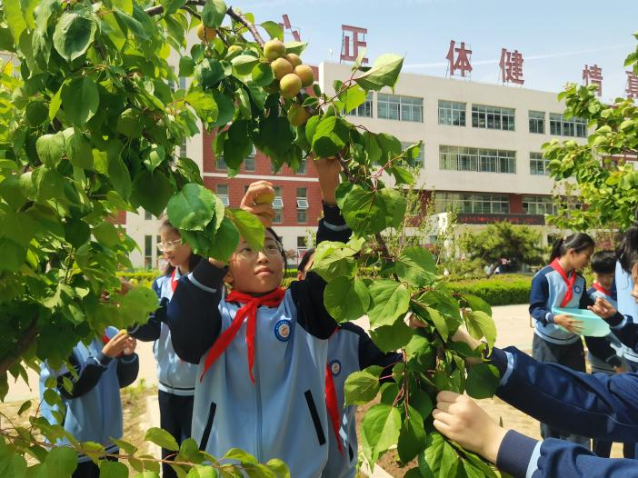 平邑县第二实验小学开展杏子采摘实践活动(图1)