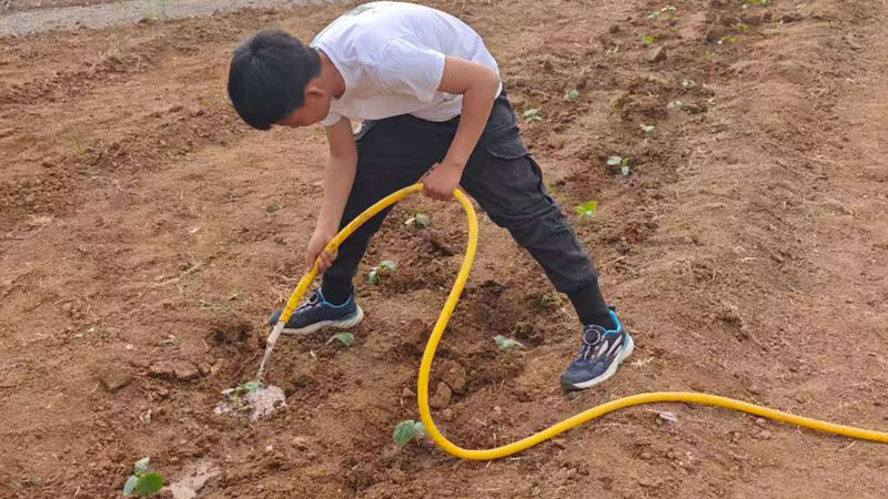 【山东平邑】实验小学第六校区圆满完成黄瓜种植劳动实践活动(图1)