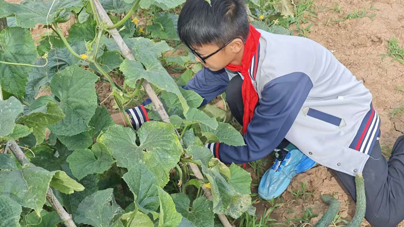 【山东平邑】实验小学第六校区圆满完成黄瓜种植劳动实践活动(图2)