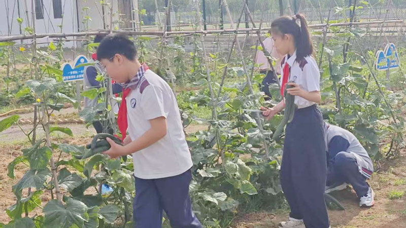 【山东平邑】实验小学第六校区圆满完成黄瓜种植劳动实践活动(图4)