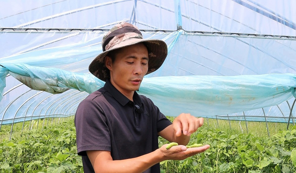 大棚特色种养“黄金虫” 为富民增收插上腾飞的翅膀(图1)