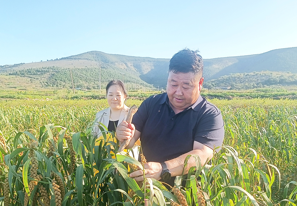 【山东名牌】山东平邑黄草坡谷子迎来丰收季(图2) 【山东名牌】山东平邑黄草坡谷子迎来丰收季(图2)