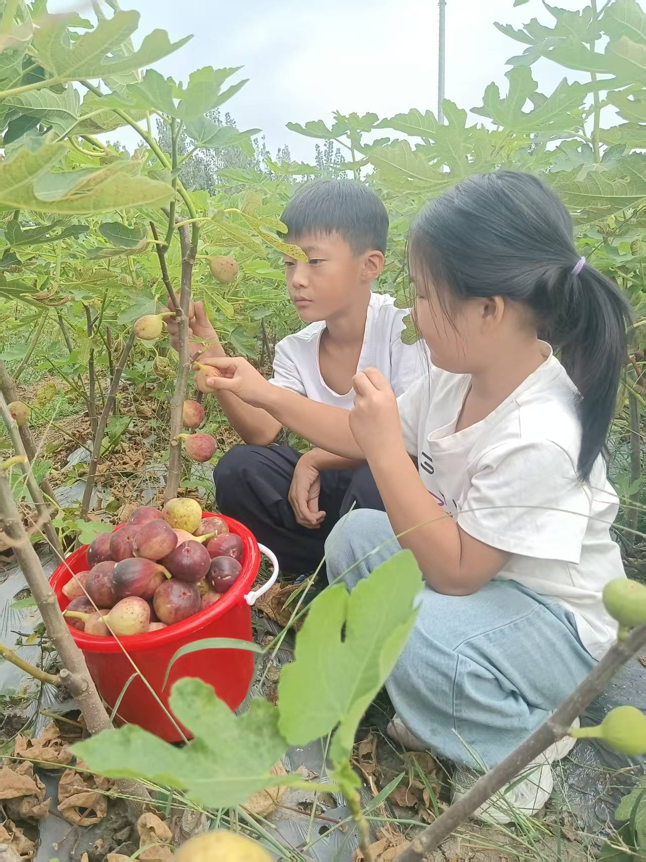 山东平邑：无花果喜获丰收 亲子采摘体验田园乐趣(图2)