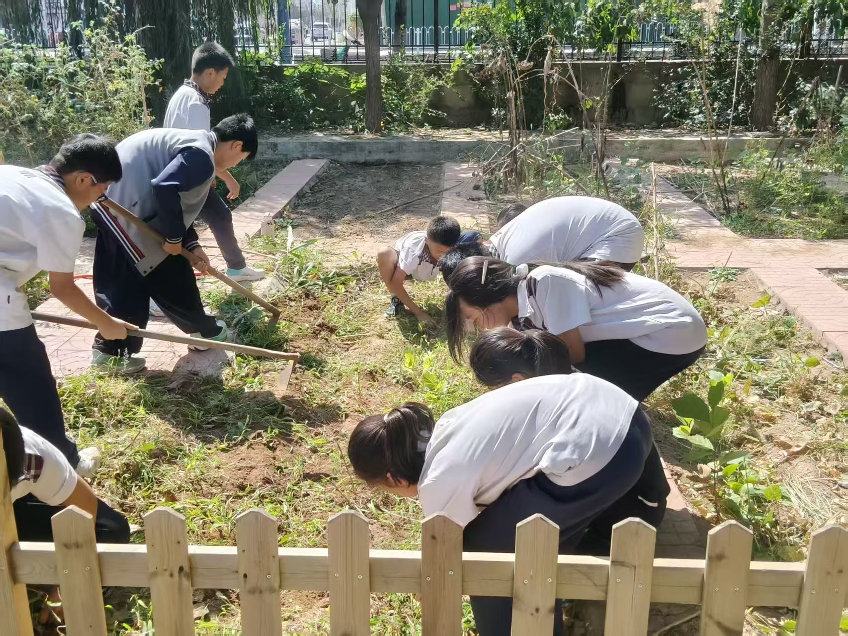 躬耕实践，乐享劳动——平邑兴蒙学校六年级开展种植实践活动(图1)