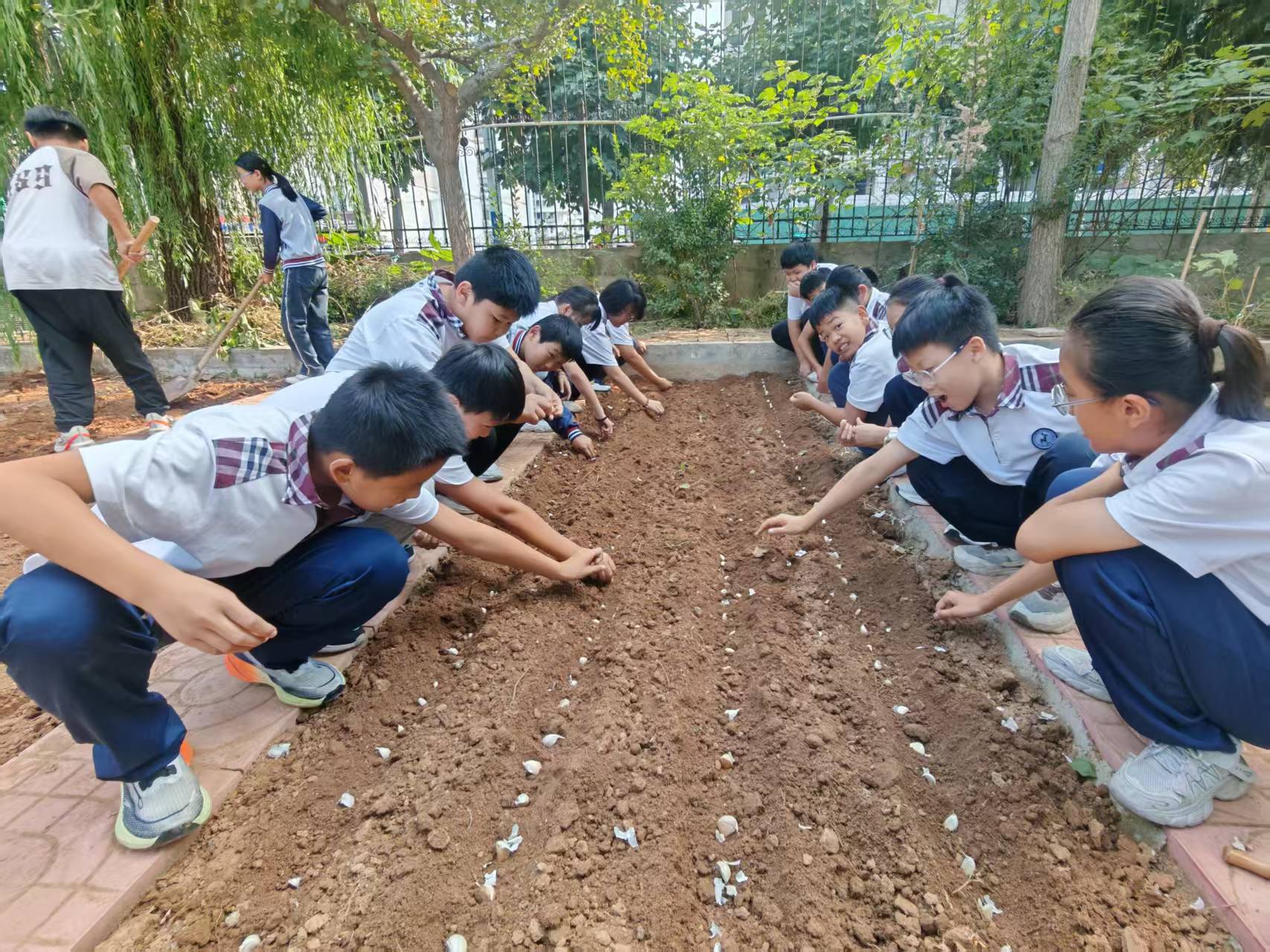 躬耕实践，乐享劳动——平邑兴蒙学校六年级开展种植实践活动(图3)